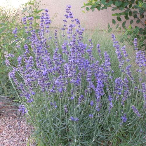 Vera English Lavender - Image 4
