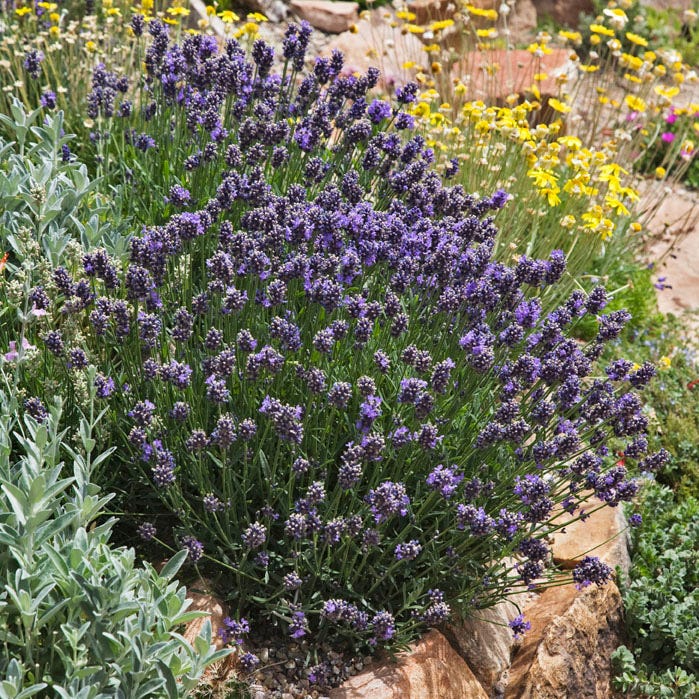 Wee One Dwarf English Lavender - Image 2