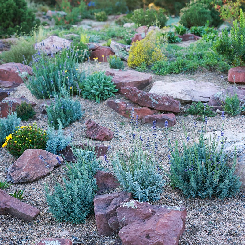 Wee One Dwarf English Lavender - Image 3