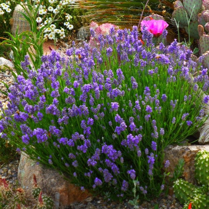 Wee One Dwarf English Lavender - Image 4