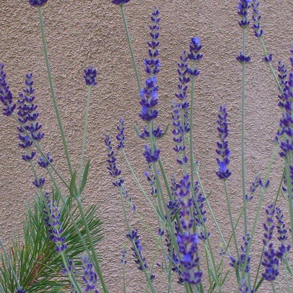 Gros Bleu French Lavender - Image 3