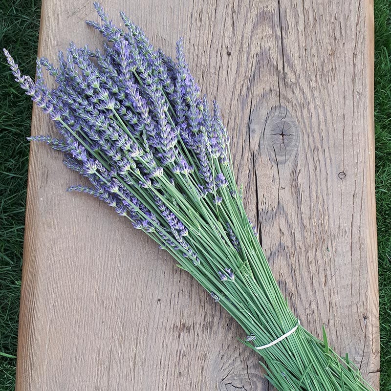 Phenomenal® Lavender - Image 2