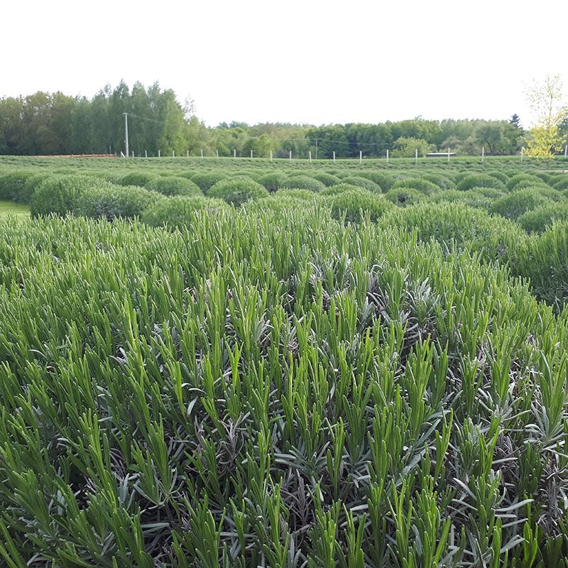 Phenomenal® Lavender - Image 3