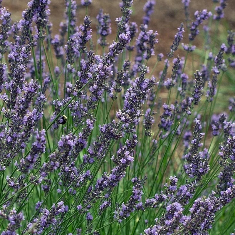 Phenomenal® Lavender - Image 6