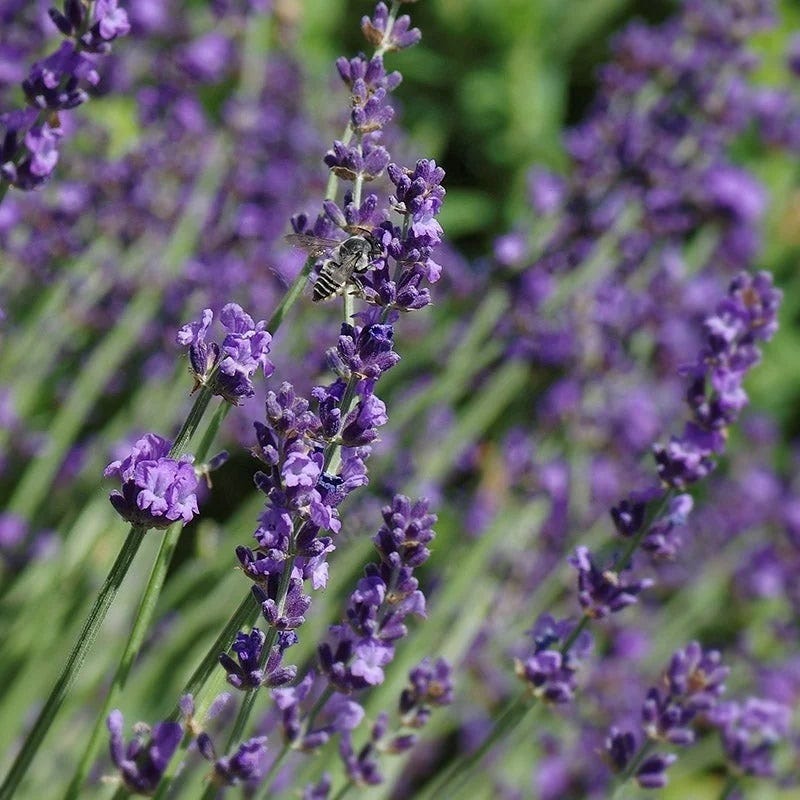 Long Blooming Lavender Collection - Image 3