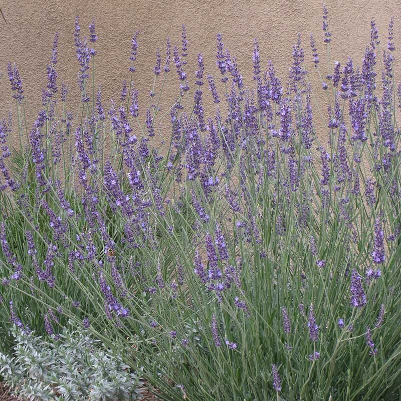 Long Blooming Lavender Collection - Image 4