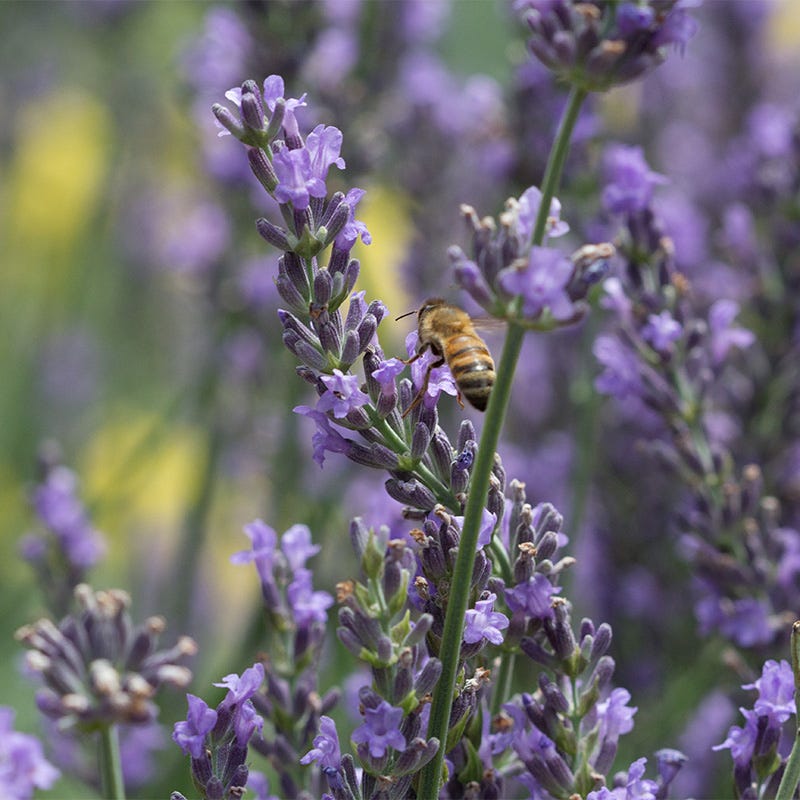 Long Blooming Lavender Collection - Image 5