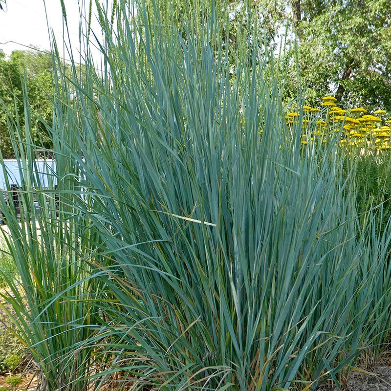 Great Basin Wildrye - Image 2