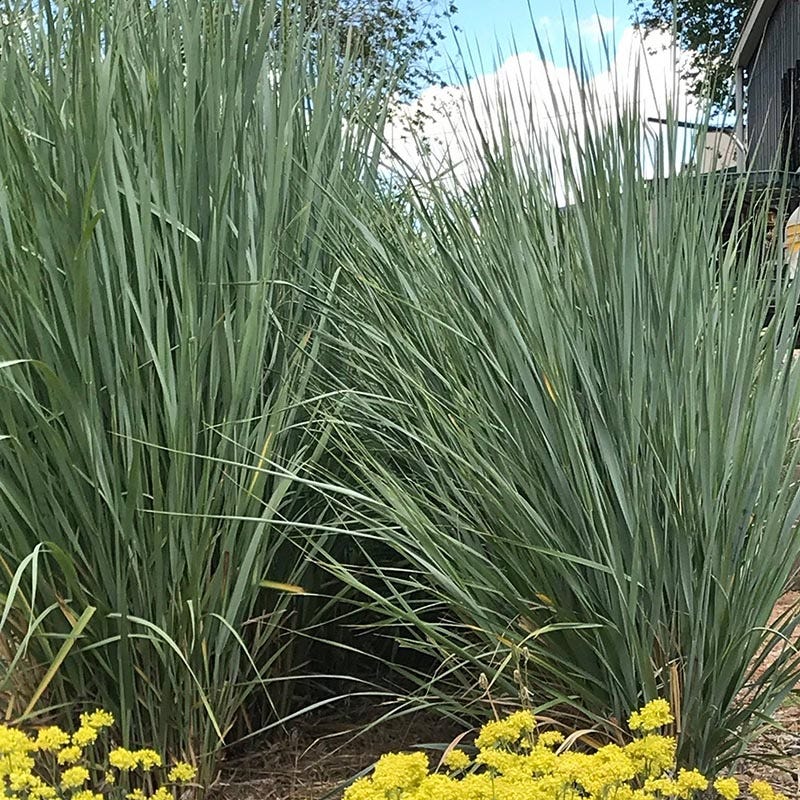 Great Basin Wildrye - Image 3