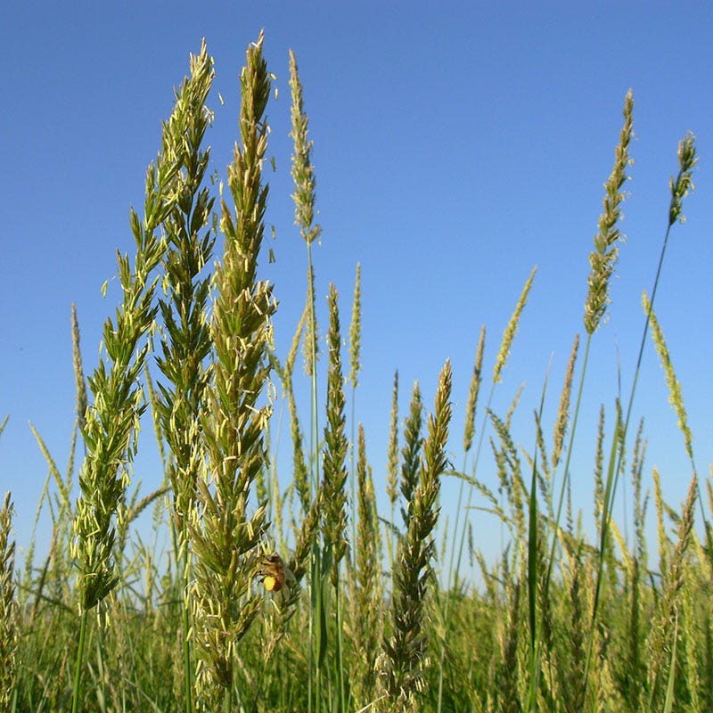 Great Basin Wildrye - Image 4