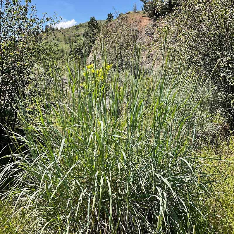 Great Basin Wildrye - Image 5