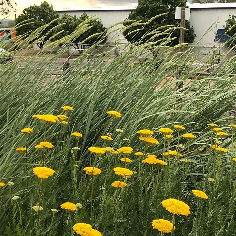 Great Basin Wildrye - Image 6