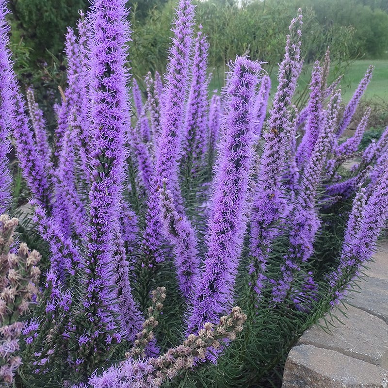 Dotted Blazing Star (Liatris) - Image 2
