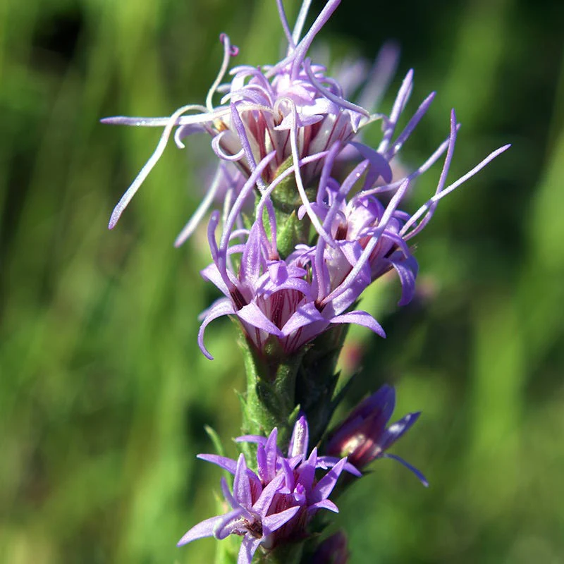 Dotted Blazing Star (Liatris) - Image 3