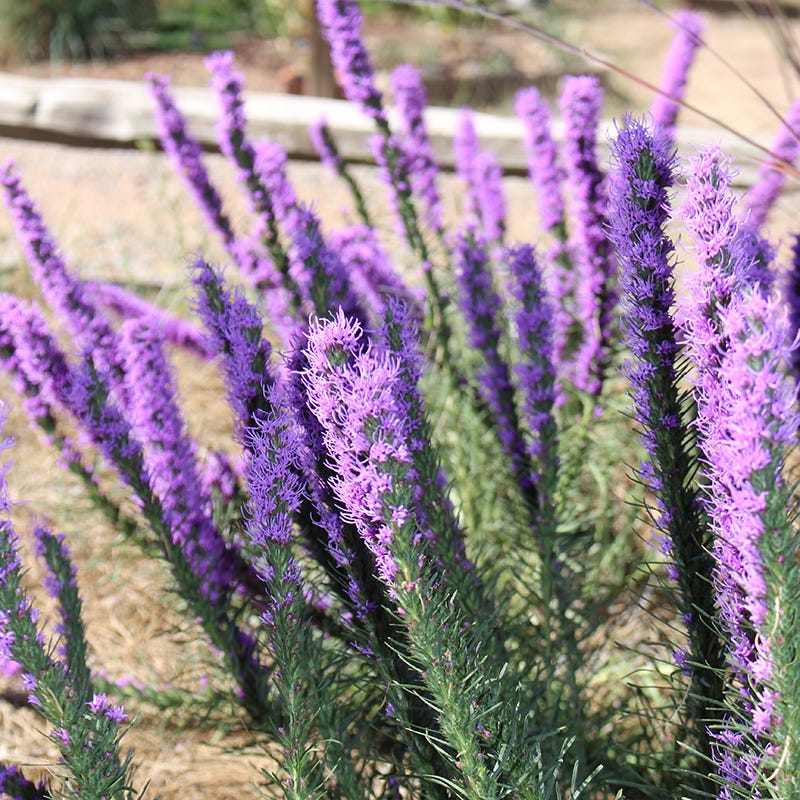 Summer Dreams Pre-Planned Garden - Image 12