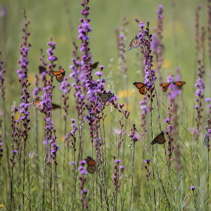 Rough Blazing Star (Liatris) - Image 2
