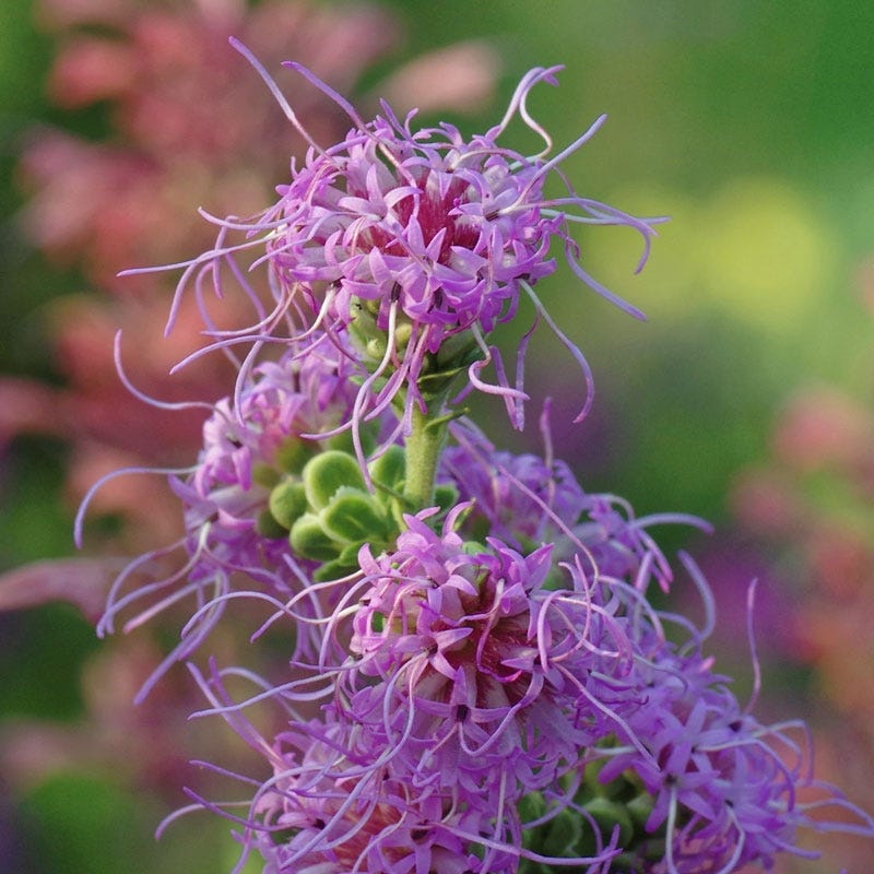 Rough Blazing Star (Liatris) - Image 3