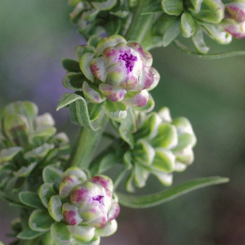 Rough Blazing Star (Liatris) - Image 4