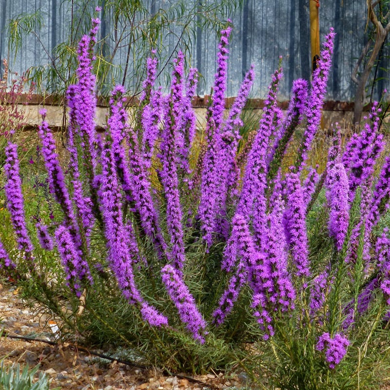 Texas Blazing Star (Liatris) - Image 2