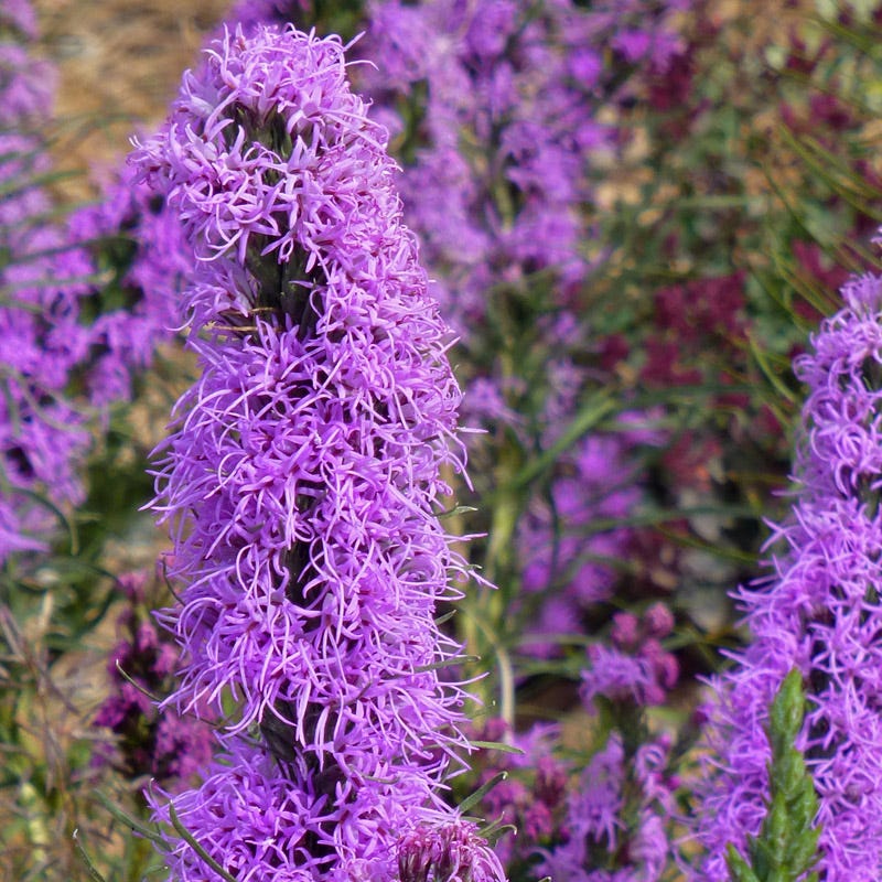 Texas Blazing Star (Liatris) - Image 3