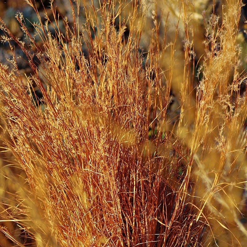 Blaze Little Bluestem Grass - Image 3