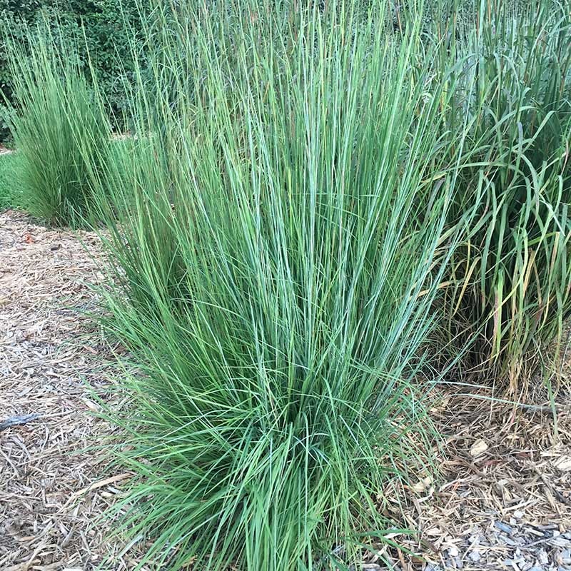 Blaze Little Bluestem Grass - Image 5