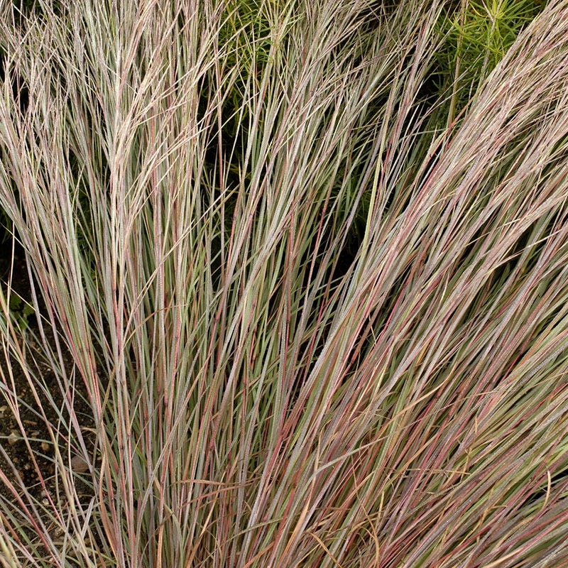 Prairie Blues Little Bluestem Grass - Image 3