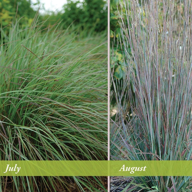 Standing Ovation Little Bluestem Grass - Image 3