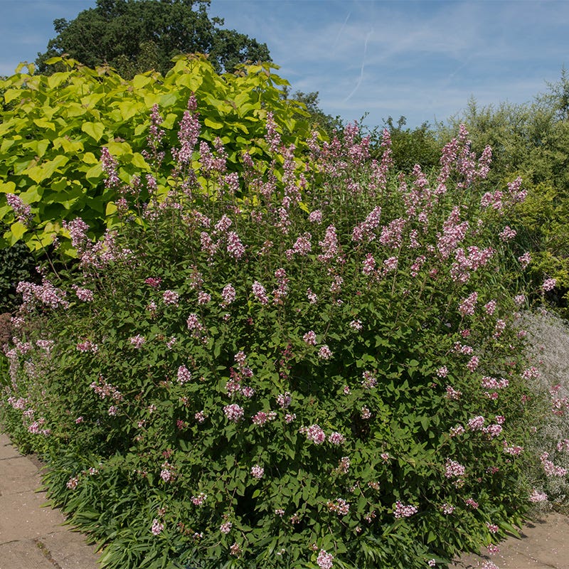 Superba Littleleaf Lilac - Image 3