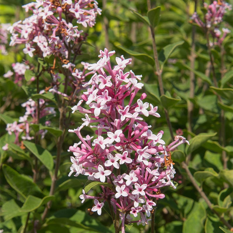 Superba Littleleaf Lilac - Image 4