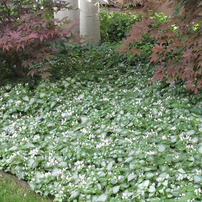 Made For Shade Collection - Image 4