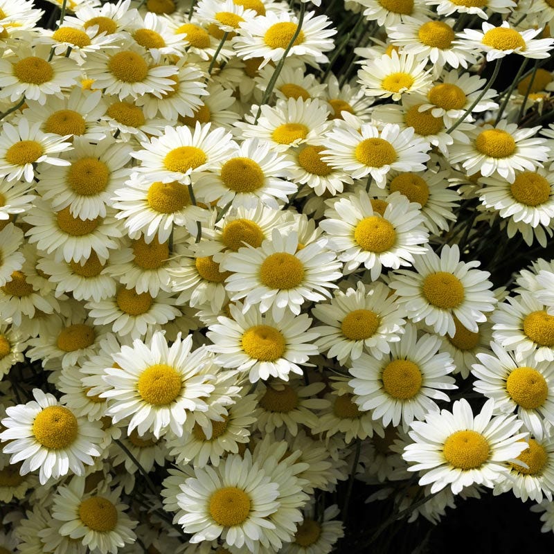 Susanna Mitchell Marguerite Daisy (Anthemis) - Image 2