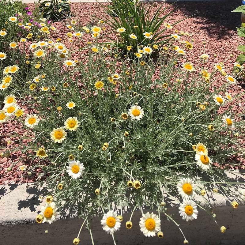 Susanna Mitchell Marguerite Daisy (Anthemis) - Image 3