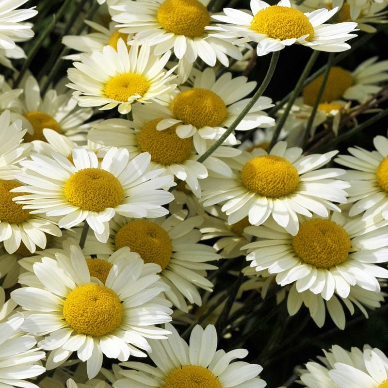 Susanna Mitchell Marguerite Daisy (Anthemis) - Image 4