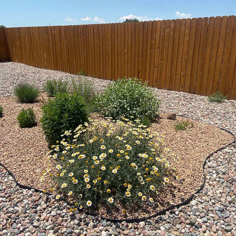 Susanna Mitchell Marguerite Daisy (Anthemis) - Image 5