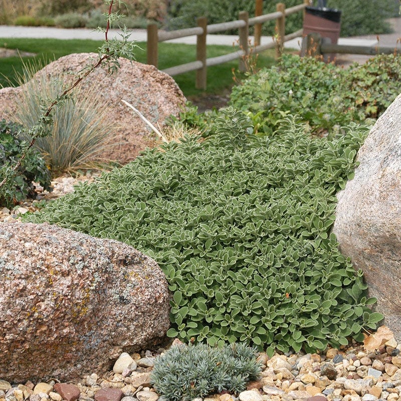 Silver Edged Horehound (Marrubium) - Image 2