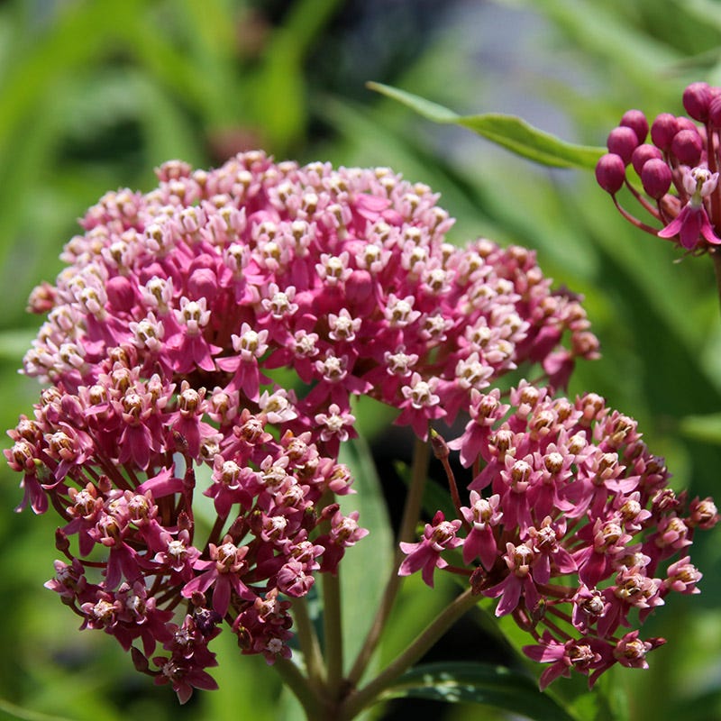 Monarch Magic Collection - Image 4