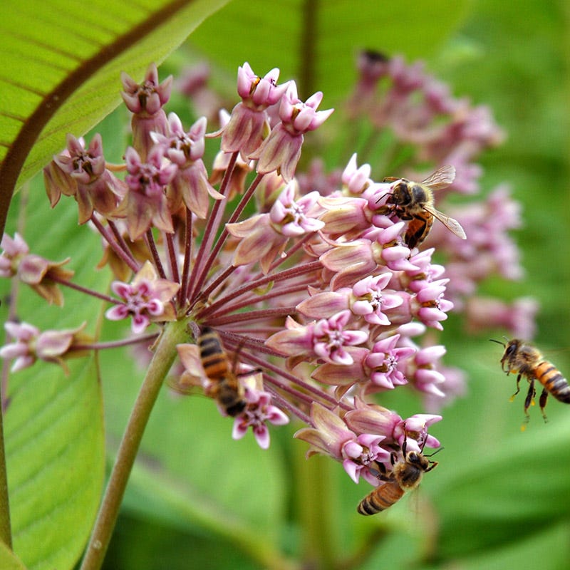 Monarch Magic Collection - Image 5