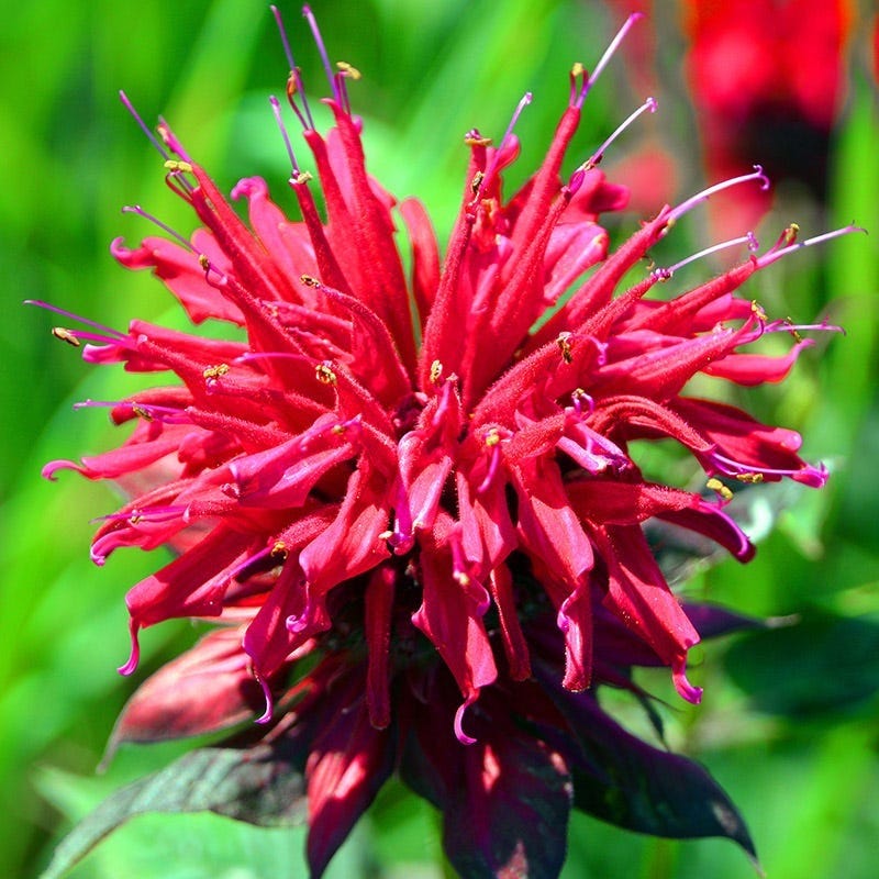Fireball Bee Balm - Image 2