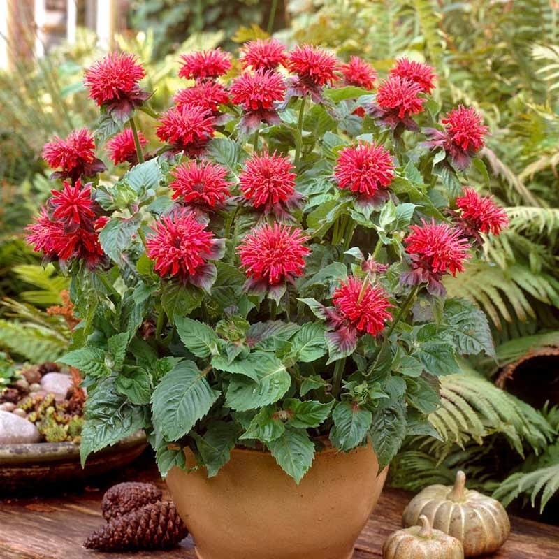 Hummingbird Container Garden - Image 4