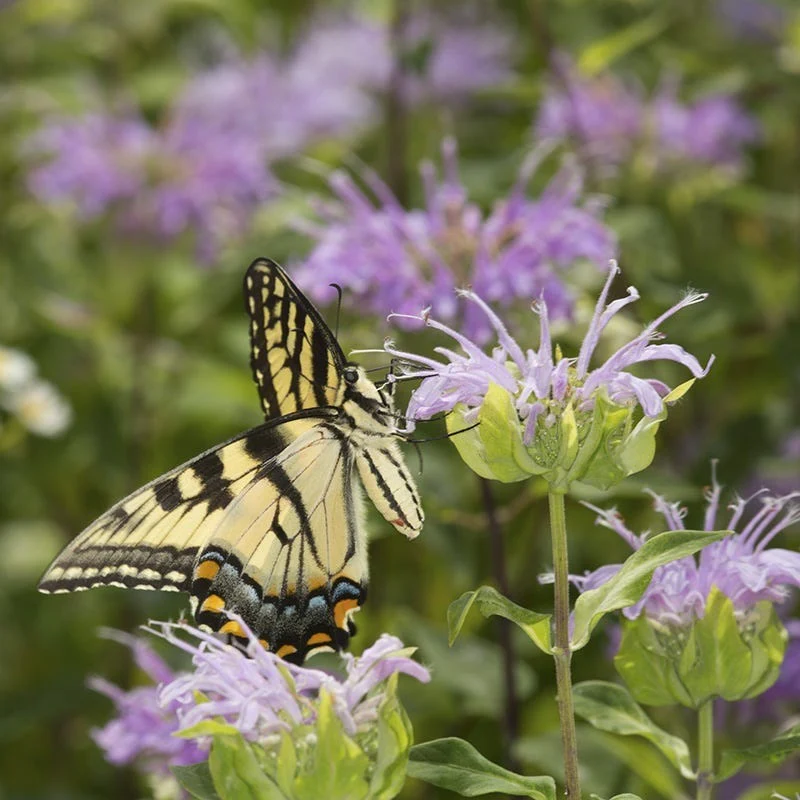 Wild Bergamot (Wichita Mountains Form) - Image 4