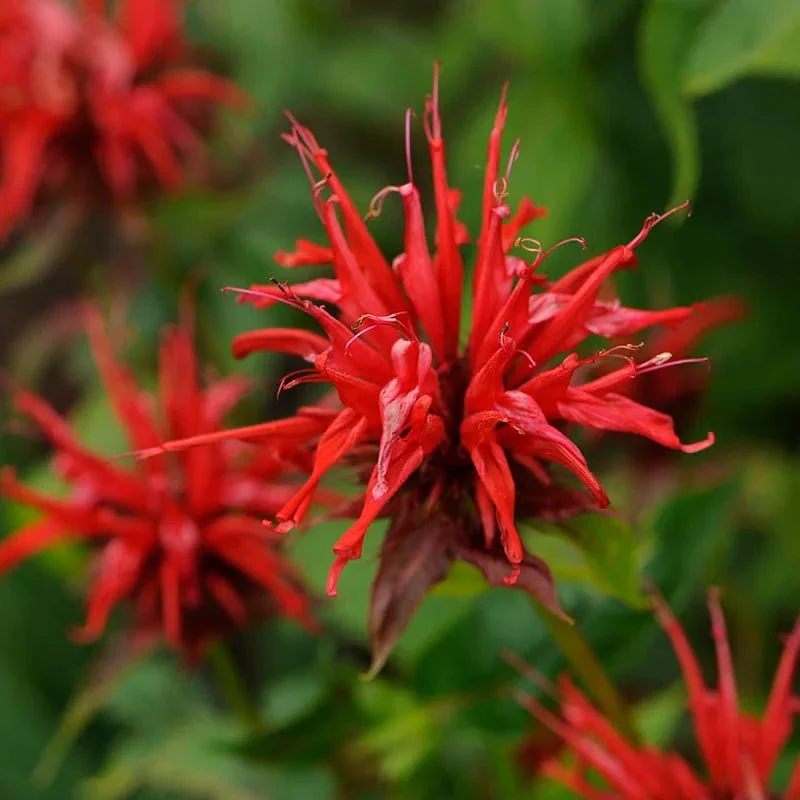 Jacob Cline Bee Balm - Image 2