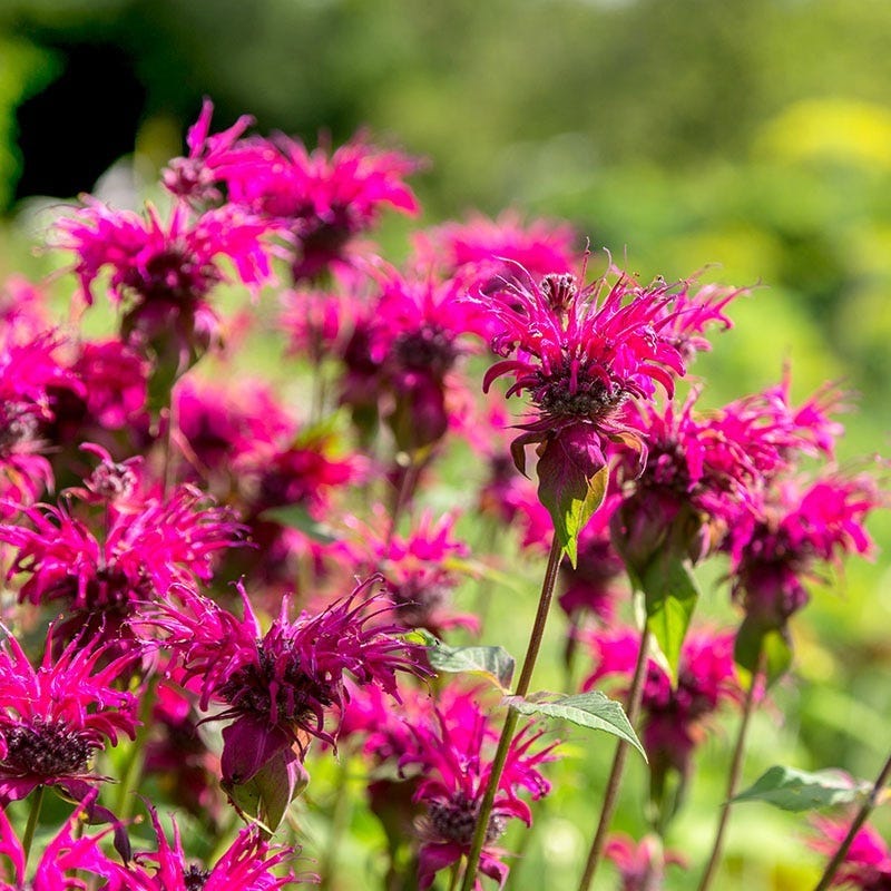 Raspberry Wine Bee Balm - Image 2