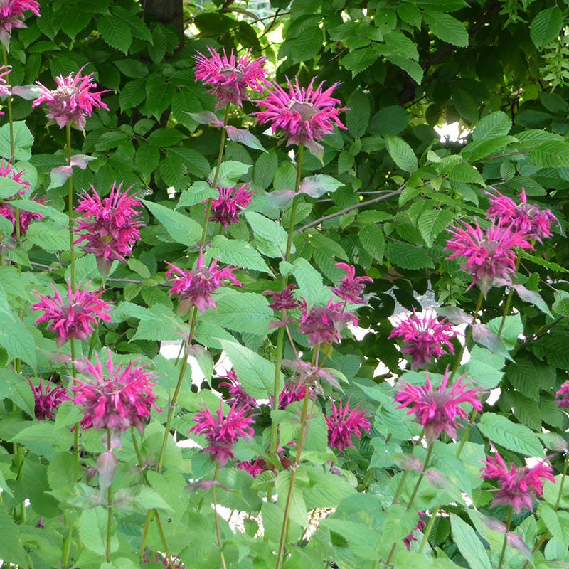 Raspberry Wine Bee Balm - Image 4