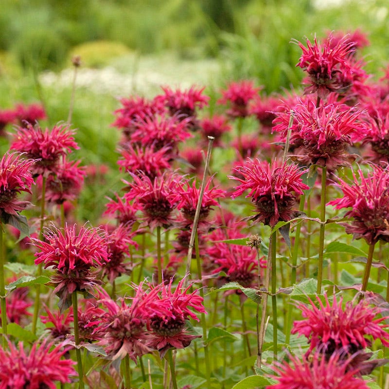 Worry-Free Bee Balm Collection - Image 3