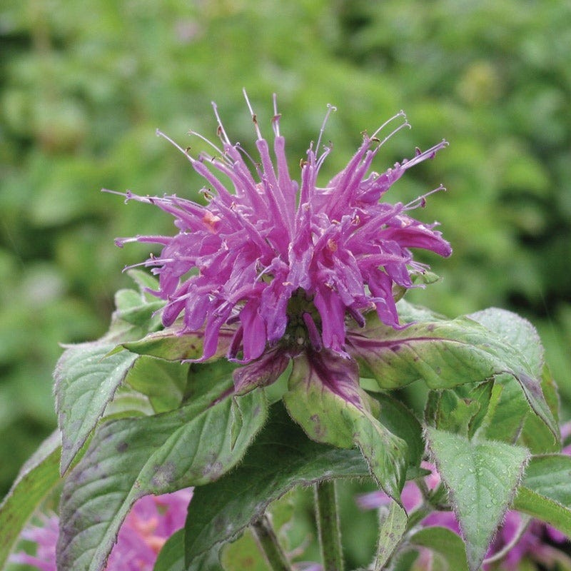 Worry-Free Bee Balm Collection - Image 4