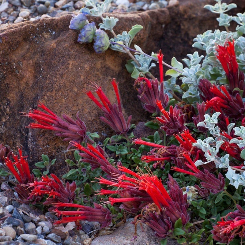 Marian Sampson Scarlet Monardella - Image 2