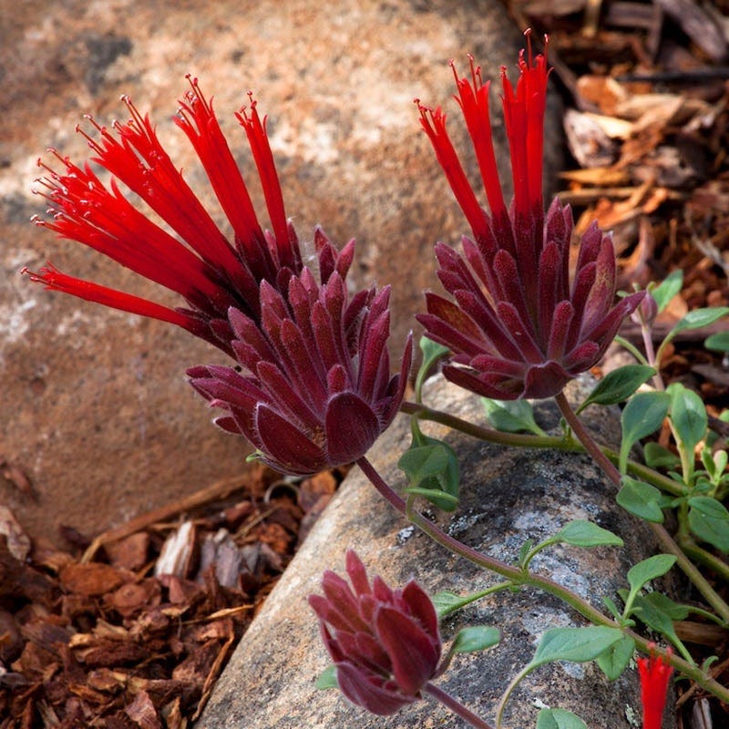 Marian Sampson Scarlet Monardella - Image 3