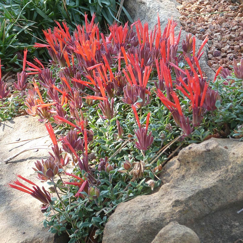 Marian Sampson Scarlet Monardella - Image 4