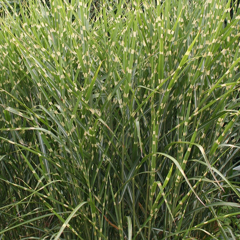 Gold Breeze Miscanthus Grass - Image 3